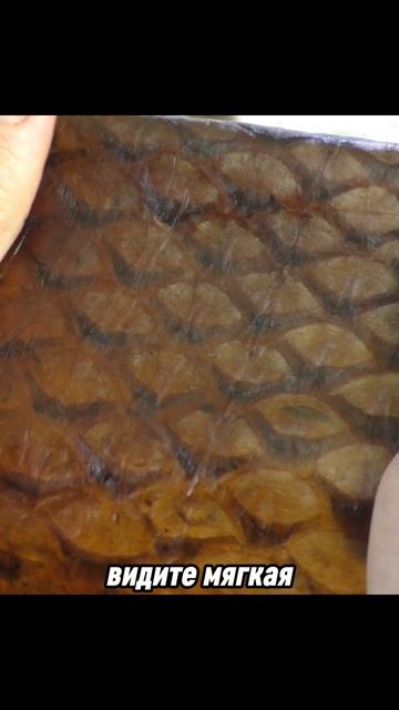 Кожа сазана растительного дубления. Выделка рыбьих кож в домашних условиях  очень прибыльный бизнес