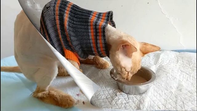 Князь выздоравливает!