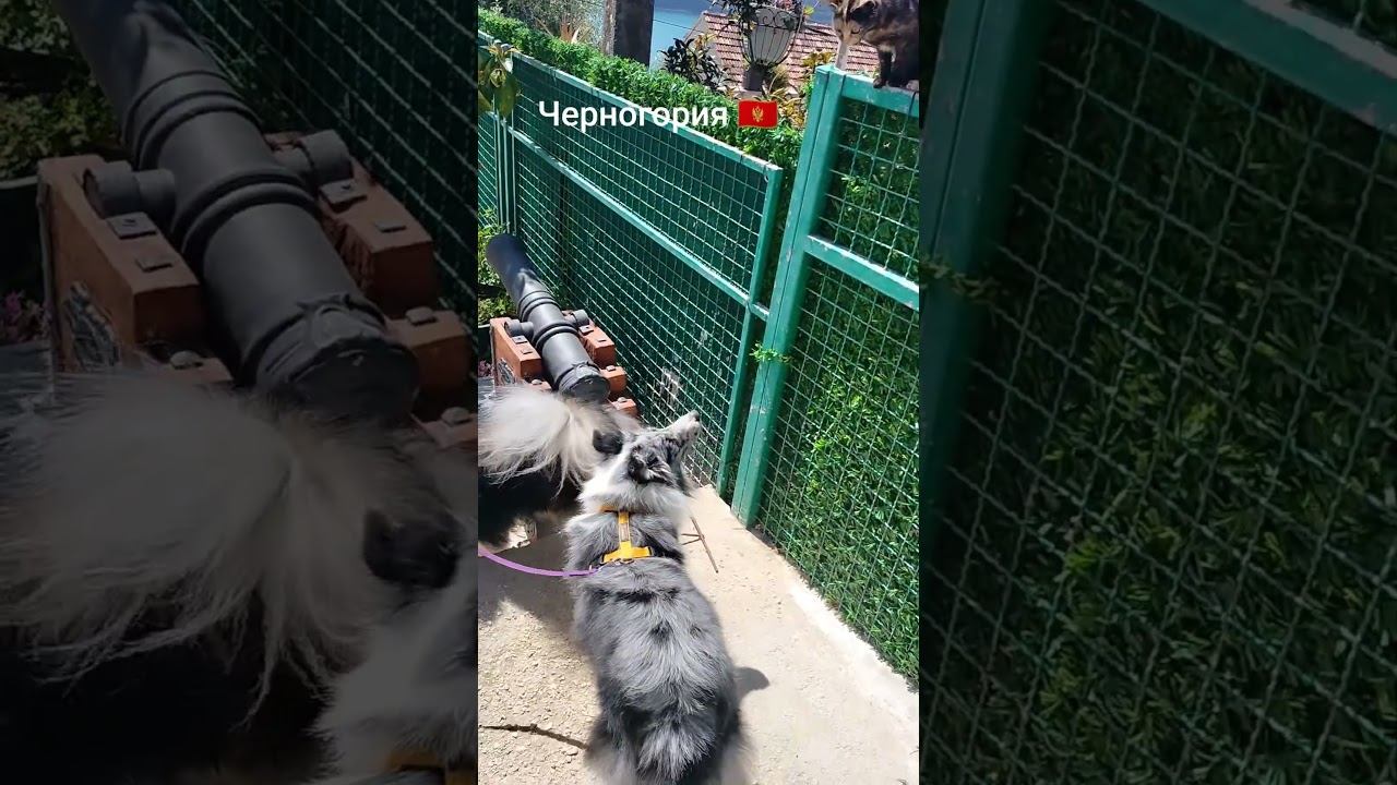 Черногория сейчас. весна в Черногории Херцег нови 2025 #travel #тревелвлог #собака #черногория