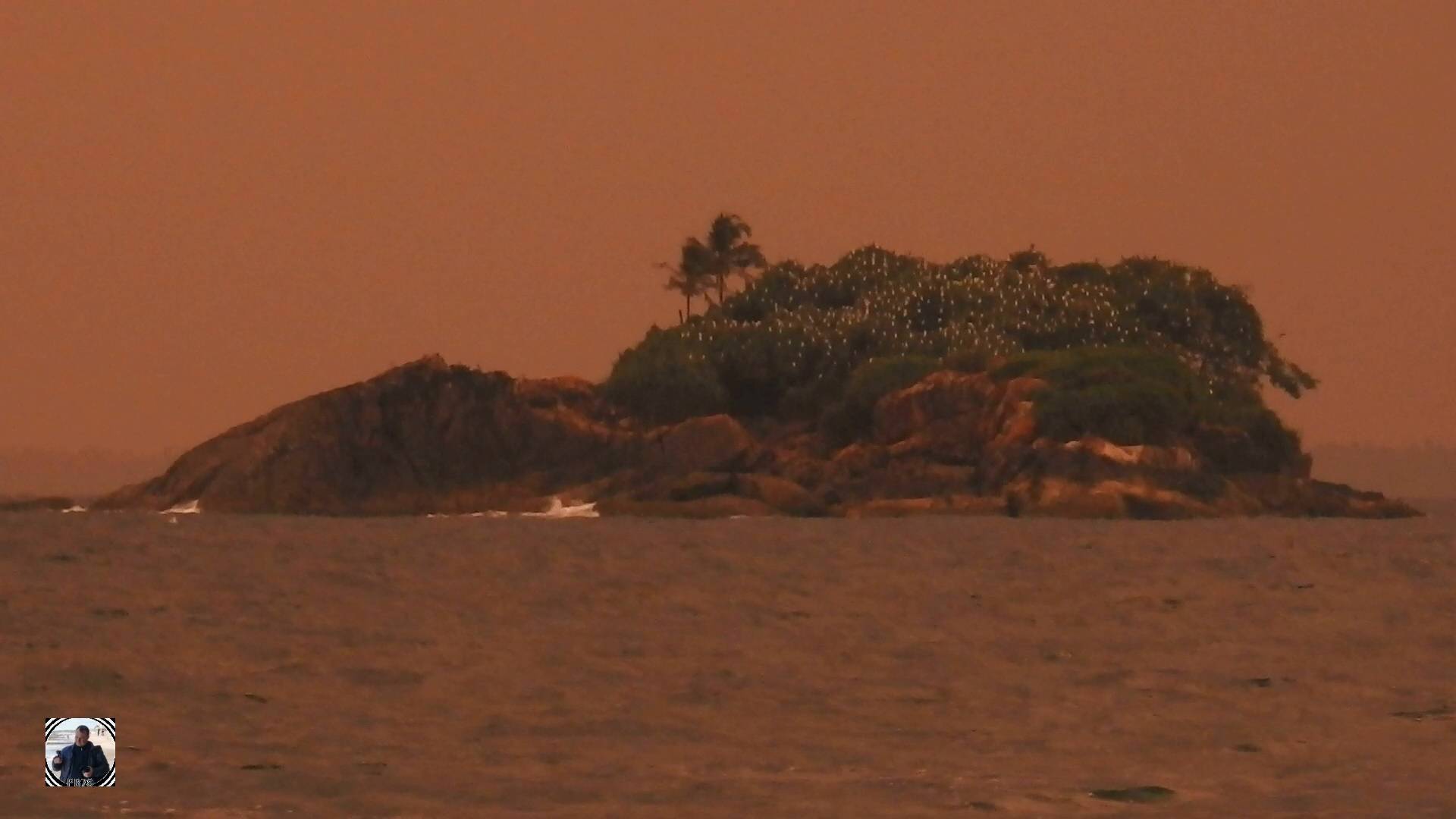 Crow Island, Берувела, Шри Ланка #наблюдениезаптицами #цапли #остров #шриланка2025 #birdwatching