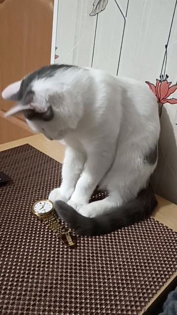 Хулигана Чипсика кастрировали. 🐱😱😼