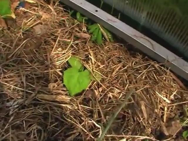 Ожоги томатов  в  теплице_ Как спасти_