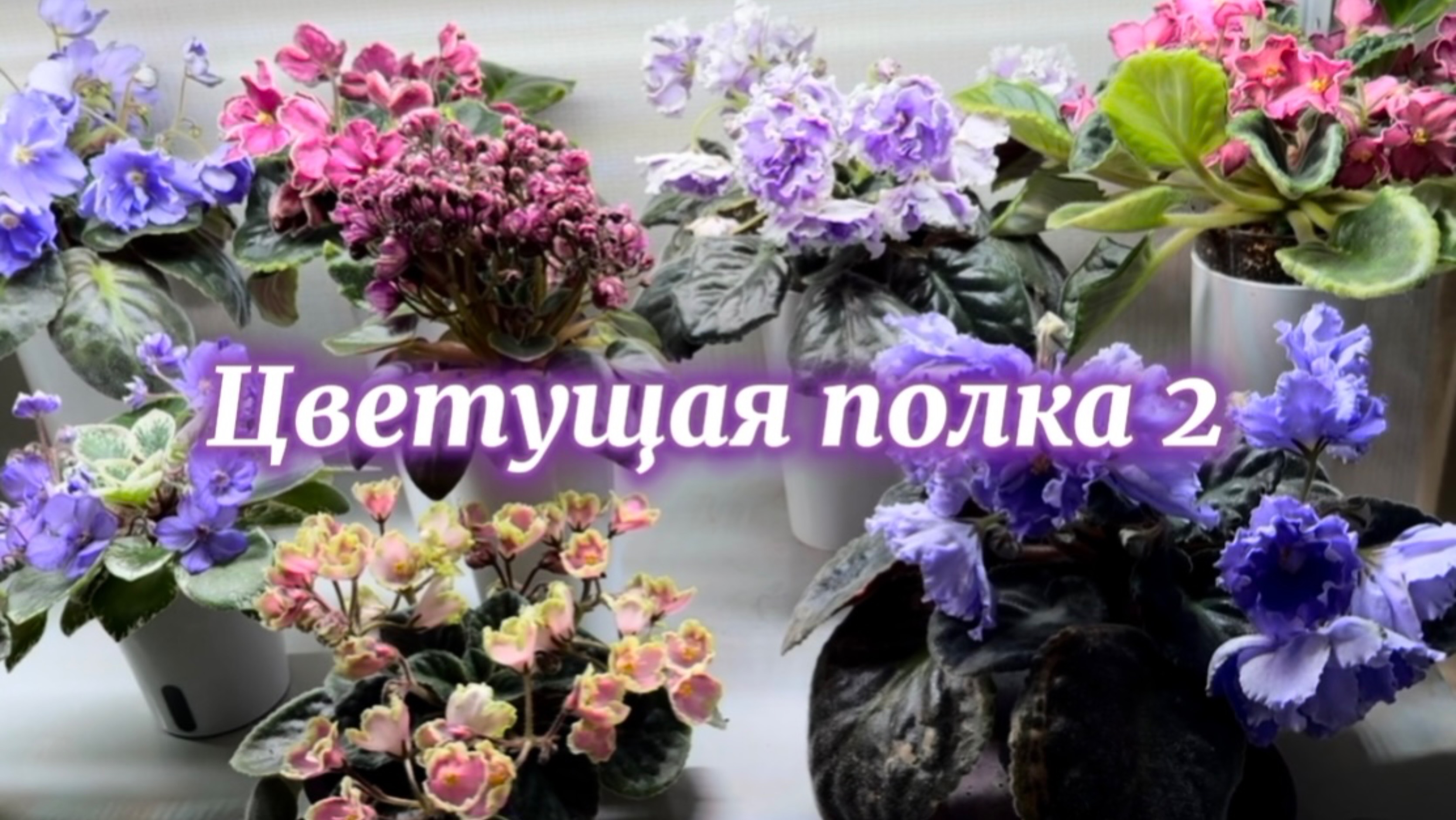 Полка с цветущими фиалками 2