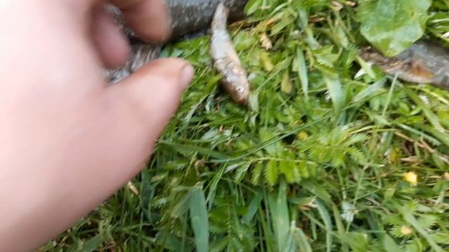 Крупный рыба Ротан