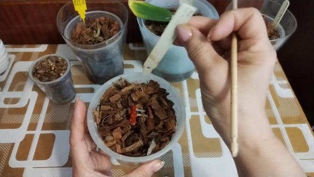 Пеньки орхидей. Проводим ревизию.