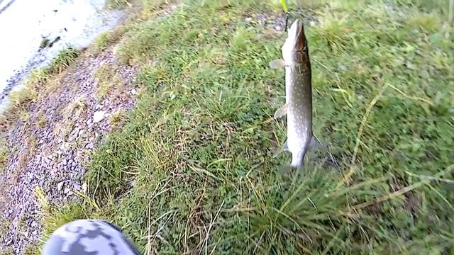 Моя первая щука в этом сезоне.