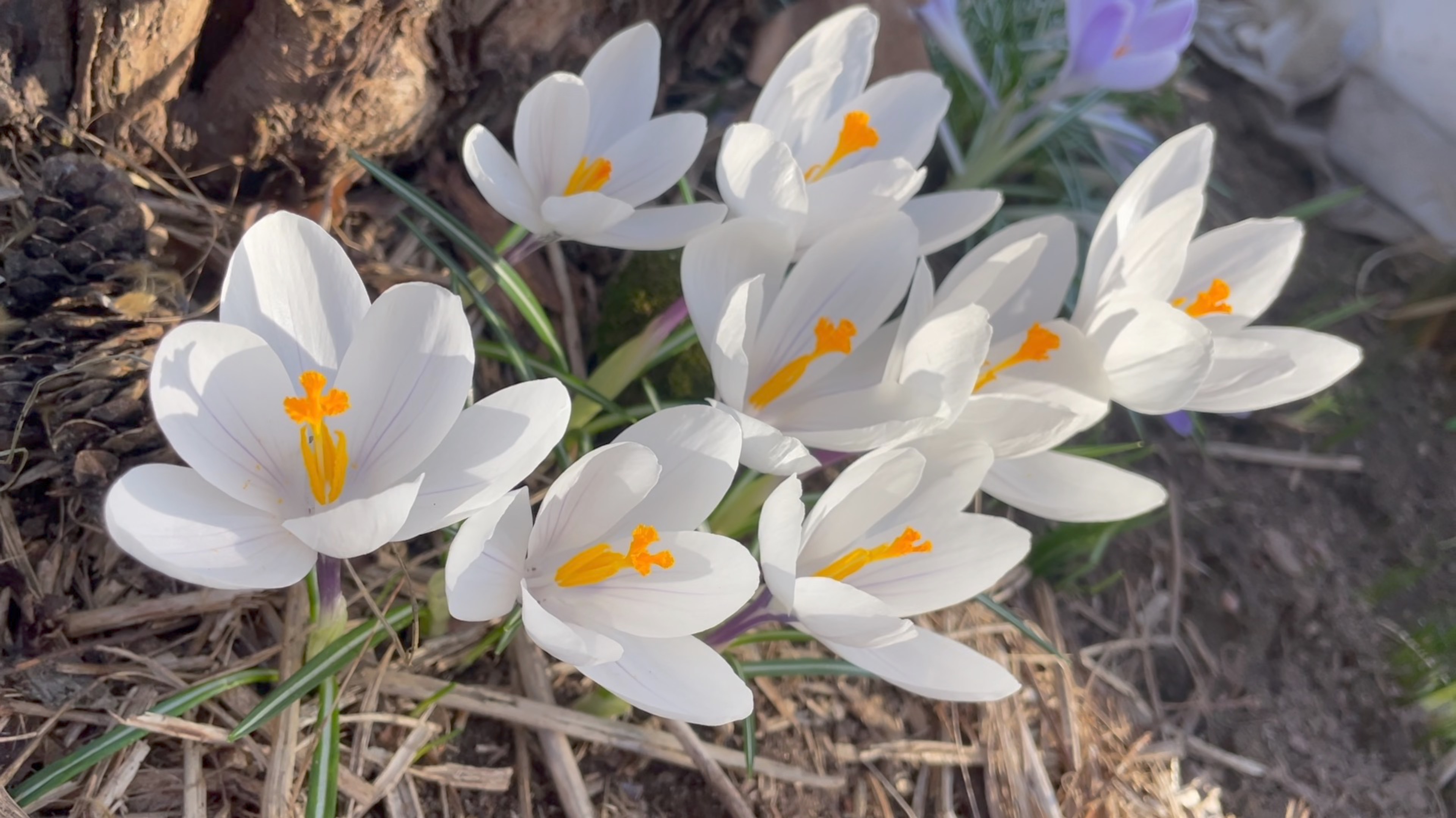 Апрель в Саду 17 и 18 апреля 2025