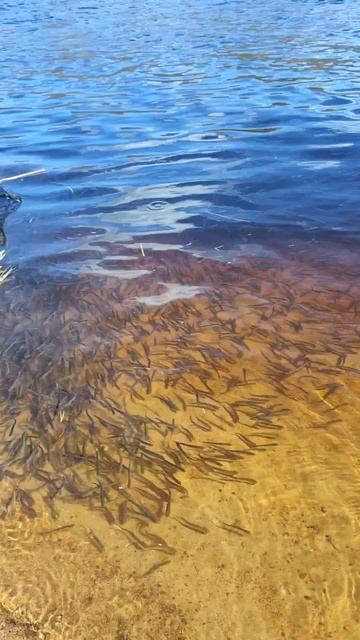 Река кишит молодью а мы рыбачим #рыбалка #рыбалканареке #рыбалкавесной