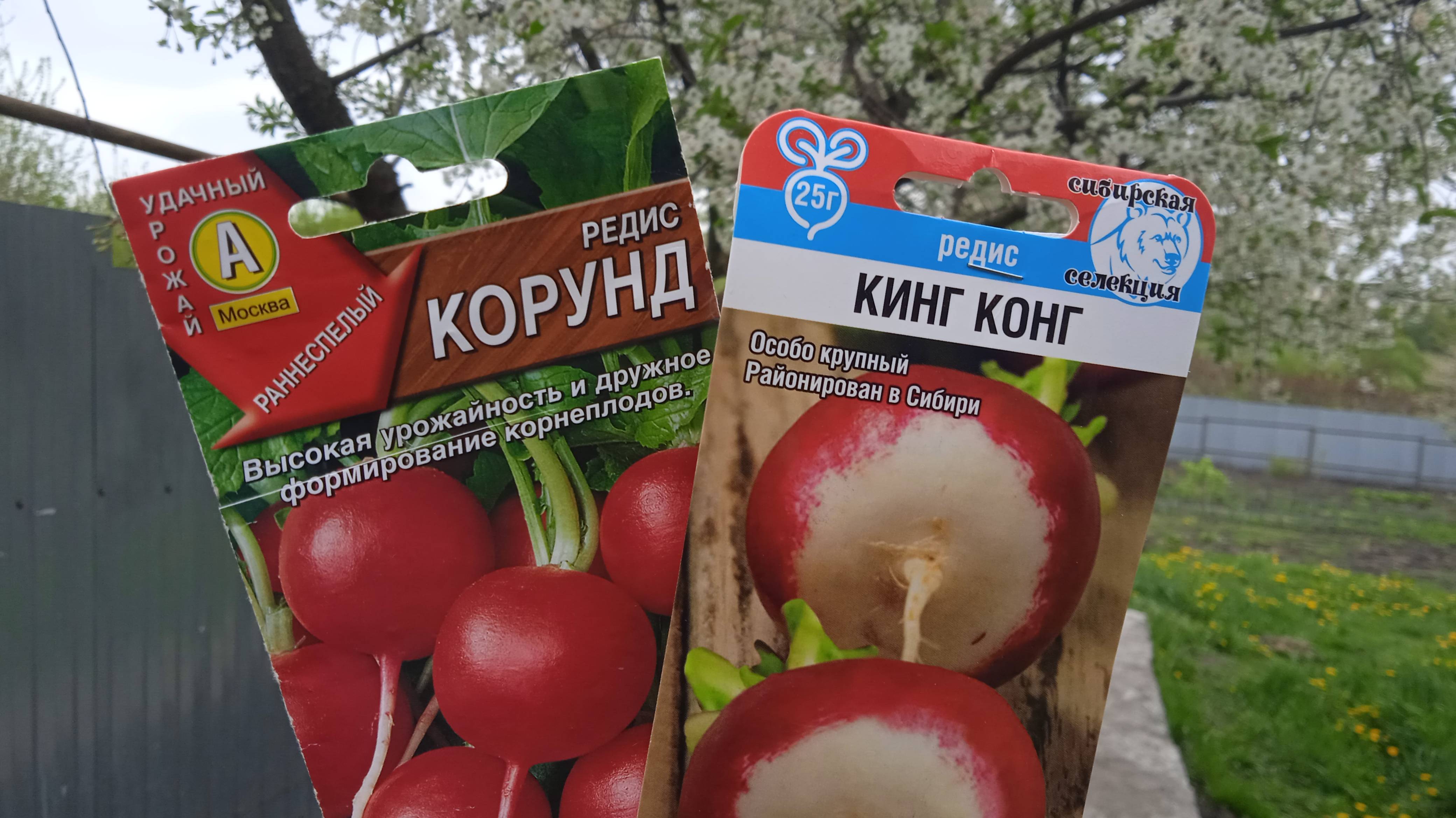 29.4.25г. Сею РЕДИС сорта КИНГ КОНГ и КОРУНД!!!  ЖУЛИК Помогает!!!   Холодно!!!