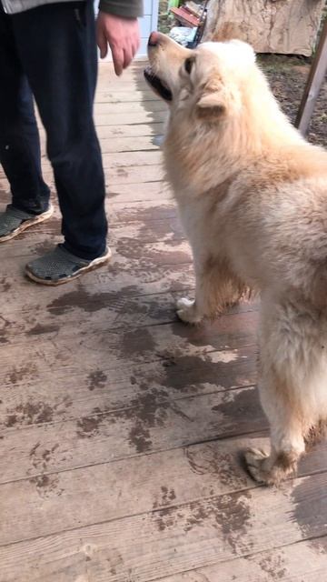 Пес Ричик радуется