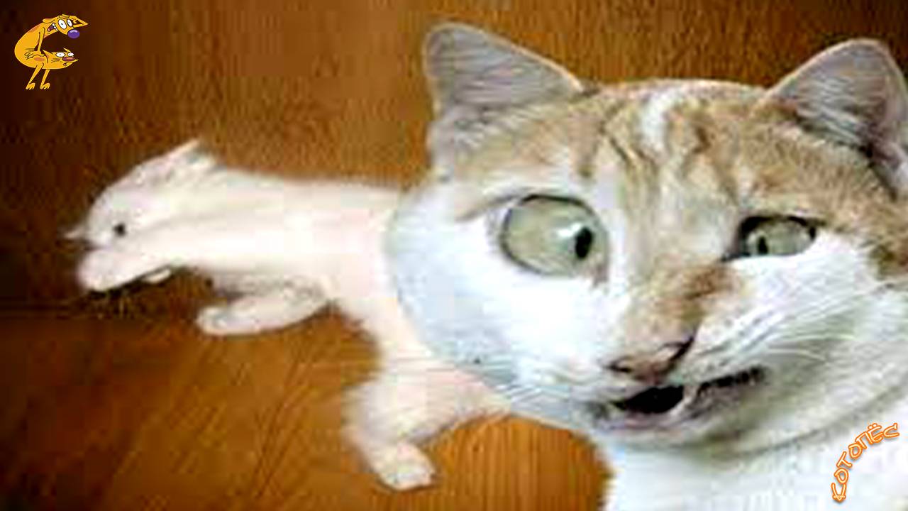 Смешные Коты и Собаки Лучшие Приколы с Животными 23