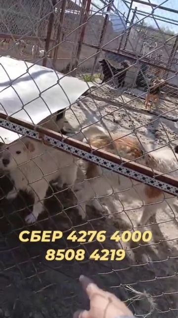 Помогайте, помогайте, помогайте!