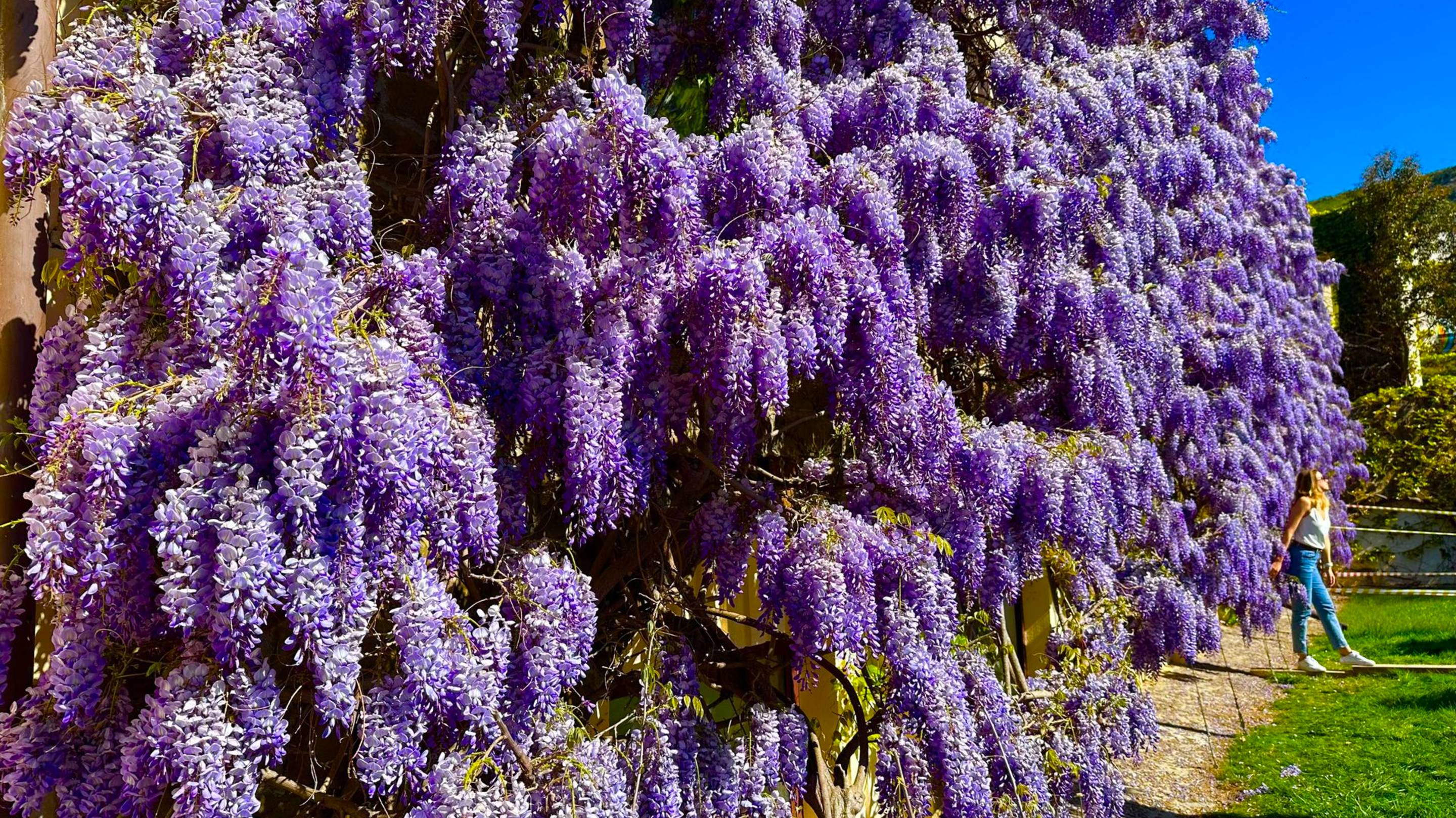 КРЫМ - ВЫ ТОЛЬКО ПОСМОТРИТЕ НА ЭТУ КРАСОТУ. Роскошная глициния и манящее море в Симеизе.