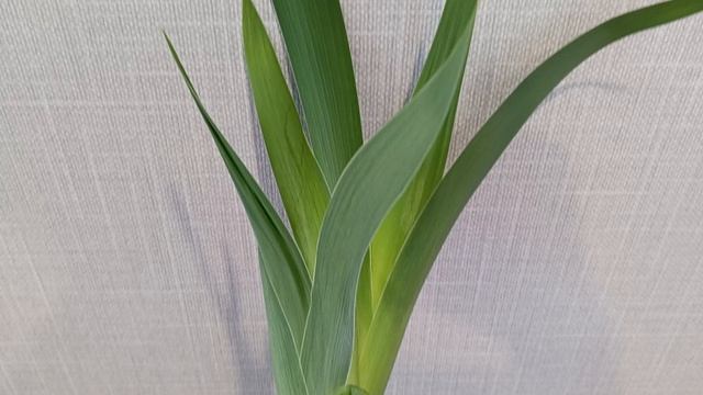 Мой опыт выгонки ирисов в зимнее время на  весну. Что получилось?