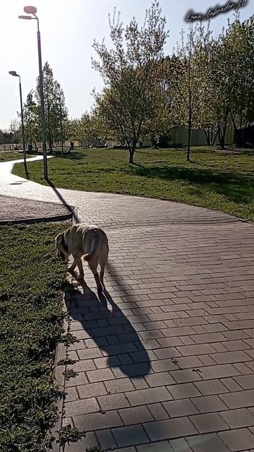 Утро в парке