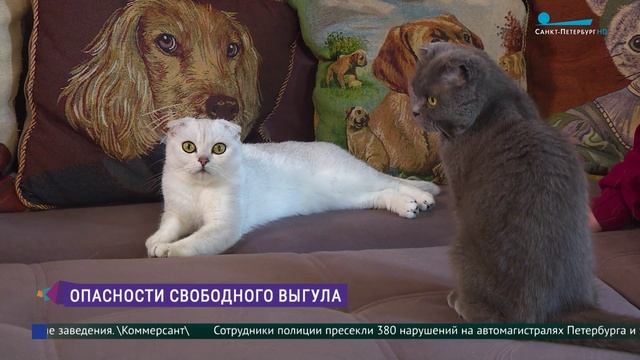 Стоит ли брать с собой на пикник  домашних питомцев