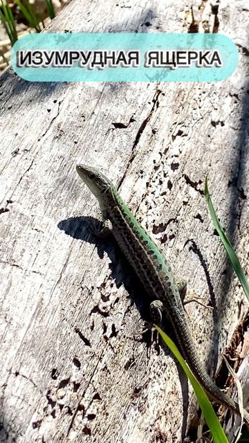 Крымская ящерица