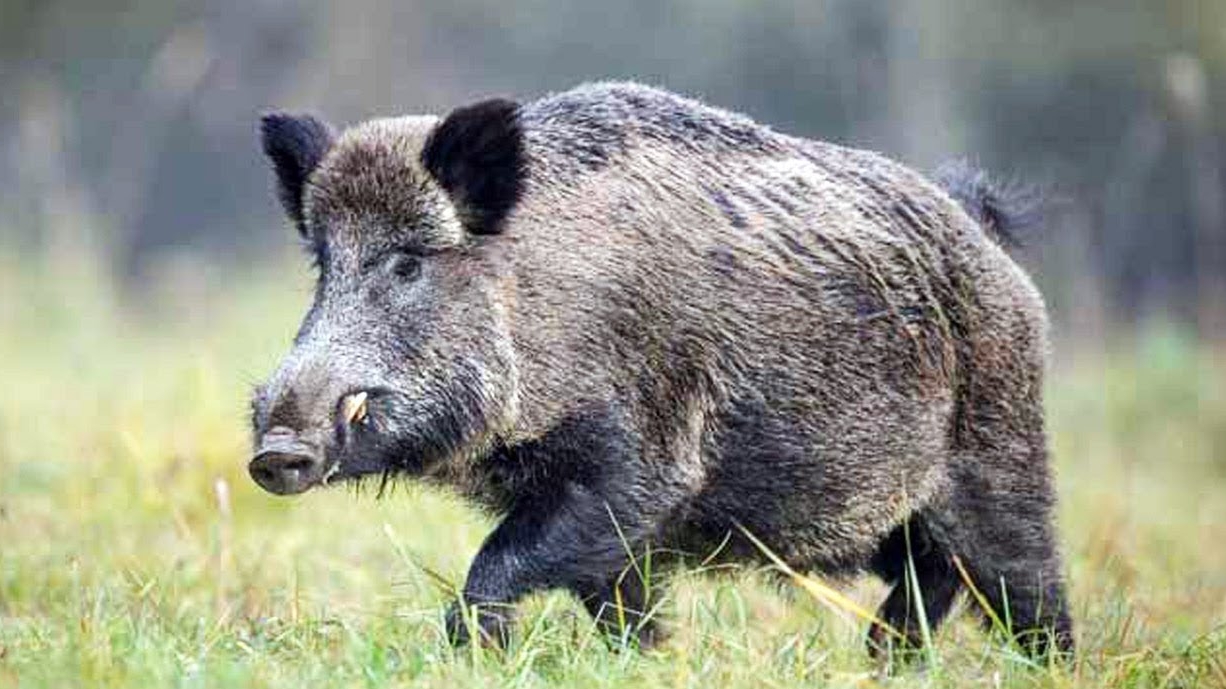 Дикий кабан на дороге поздней ночью ~ встреча с диким кабаном ~ осторожней на дорогах!