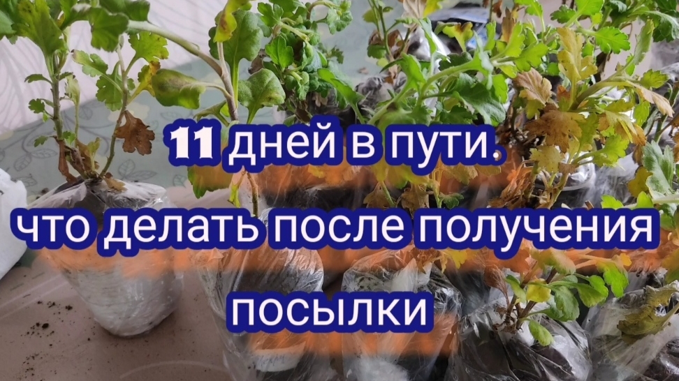 Как черенки хризантемы переносят долгую пересылку. Что делать после получения посылки.