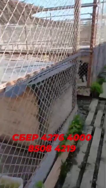 Помощь нужна постоянно