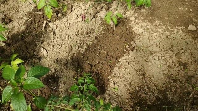 Как спасти рассаду от похолодания?