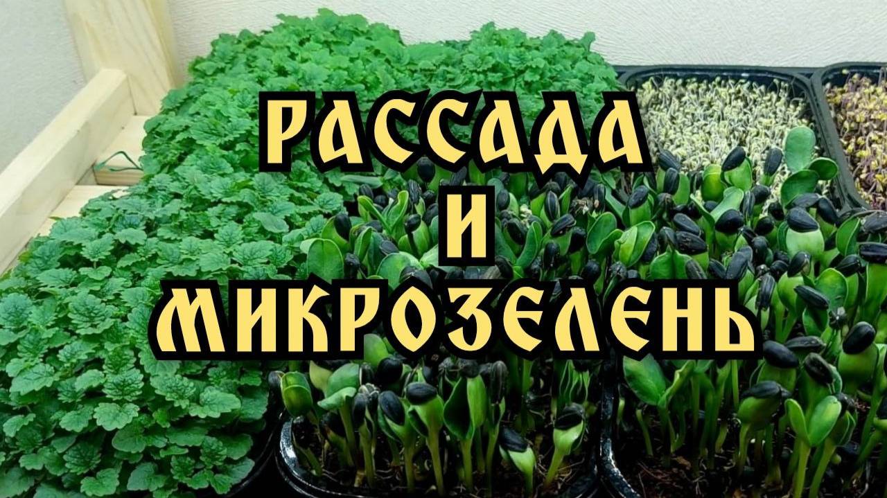 Микрозелень и рассада. Что растет в квартире?