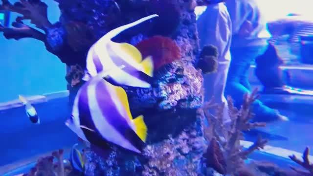 Океанариум КРОКУС СИТИ ч.2