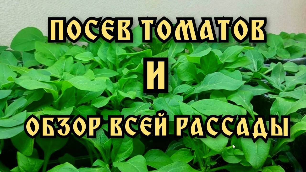 Посев томатов на рассаду. Простой способ. Обзор моей рассады