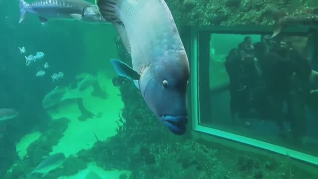 Рыба Наполеон Океанариум, ч.1