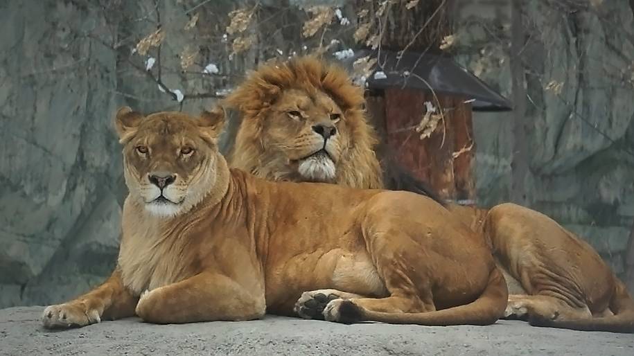 Семейная пара львов Ричард и Найти после небольшого похолодания выбирают себе место под солнцем.