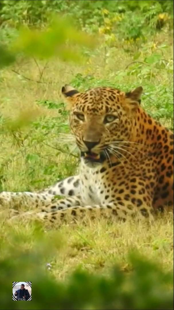 Гонки за леопардами, парк Яла Шри-Ланка 2025 #сафари #леопард #шриланка2025 #srilanka2025 #shorts