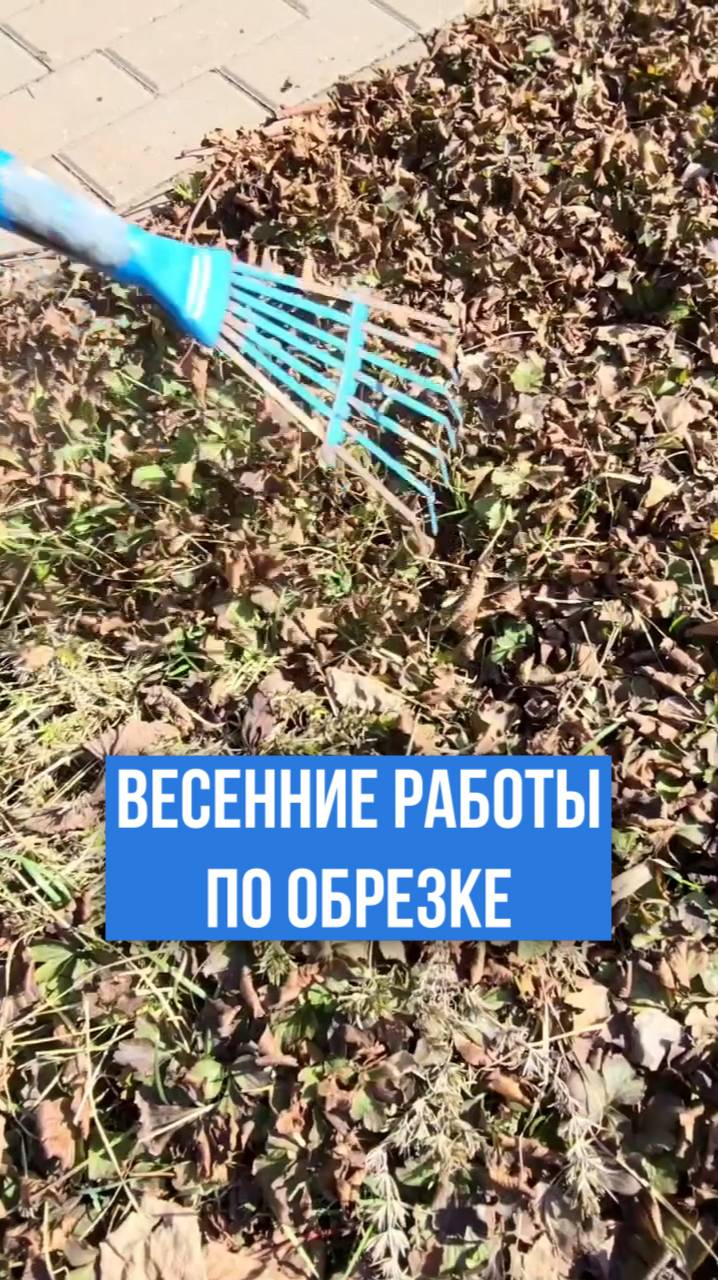 Весенняя обрезка вечнозеленых многолетников!