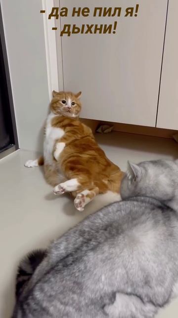 Да не пил я!..
А ну, дыхни?!..