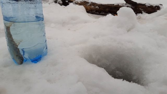 Ловлю пескаря зимой