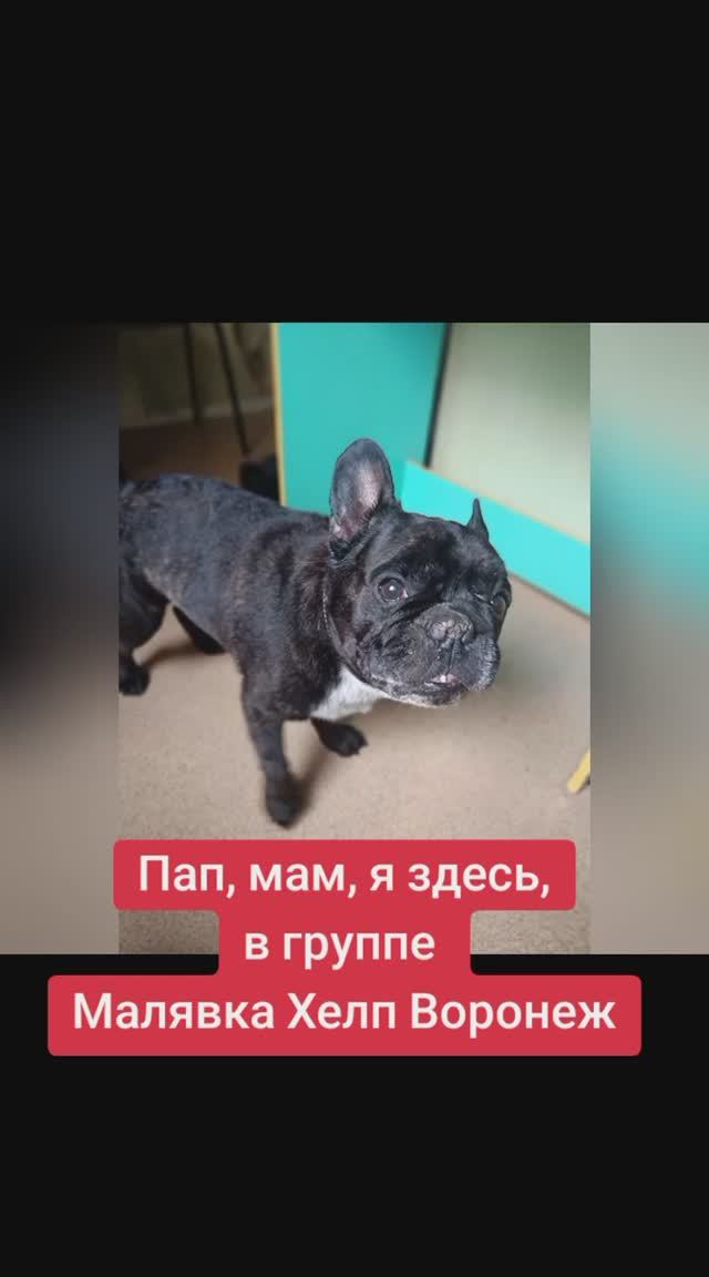 Воронеж. 
У нас появилось новое чудо — щенок по имени Вальдемар. ❤️