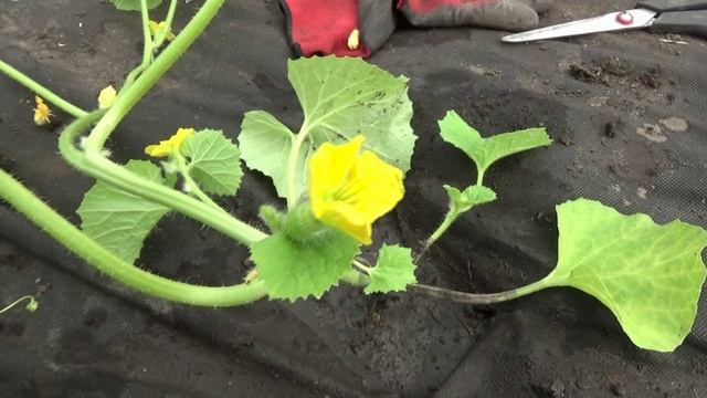 Пора сеять дыни на рассаду для выращивания в открытом грунте!