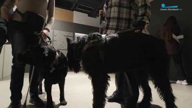 Как собаки-поводыри помогают незрячим и слабовидящим людям посещать музеи?