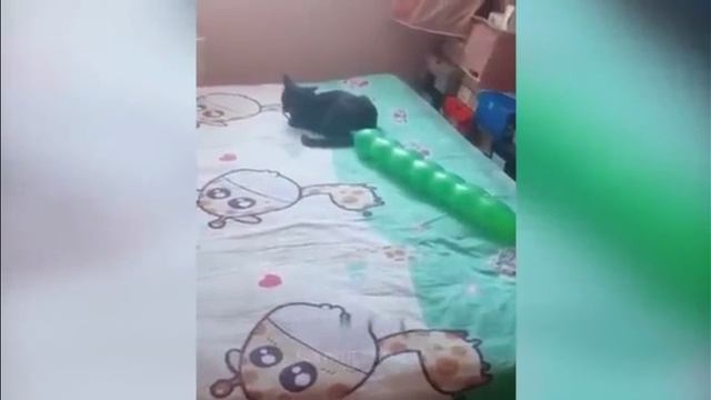 Самые смешные животные 😂 Приколы с котами и собаками 😹🐕🦺 Часть 8