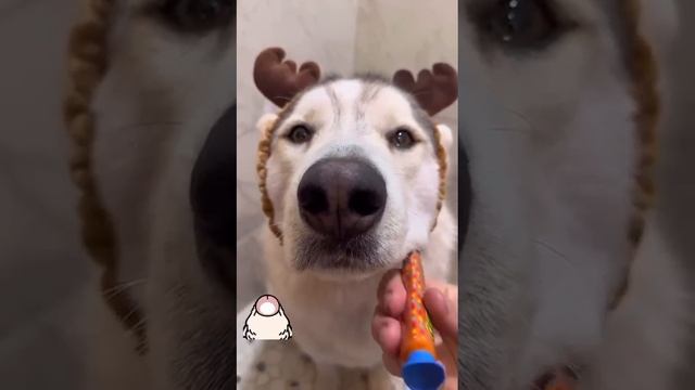 Люблю собачек.. 🤣