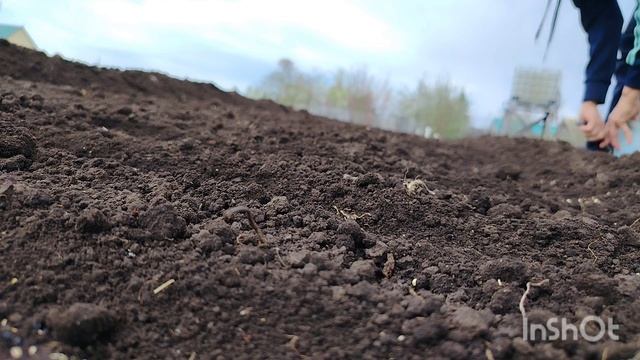 Сею чернушку.