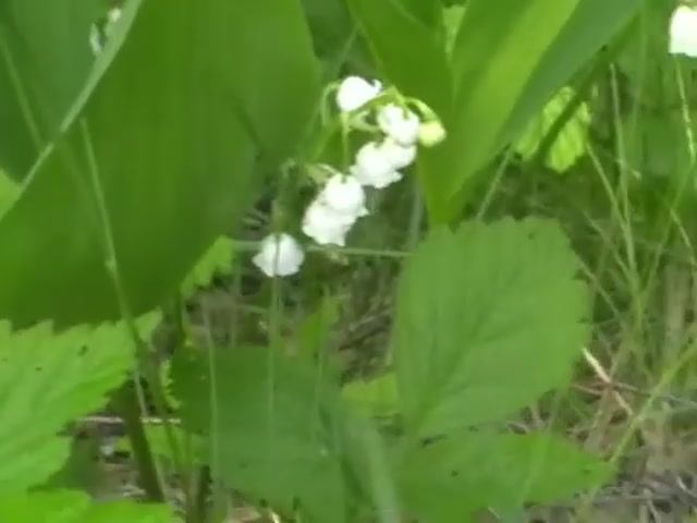 Ландыши расцвели!