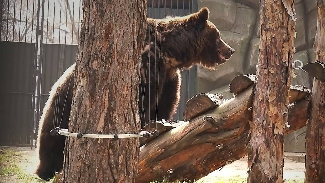 В вольере у бурой медведицы Вали поселились дикие утки и ждут, когда наполнится бассейн.