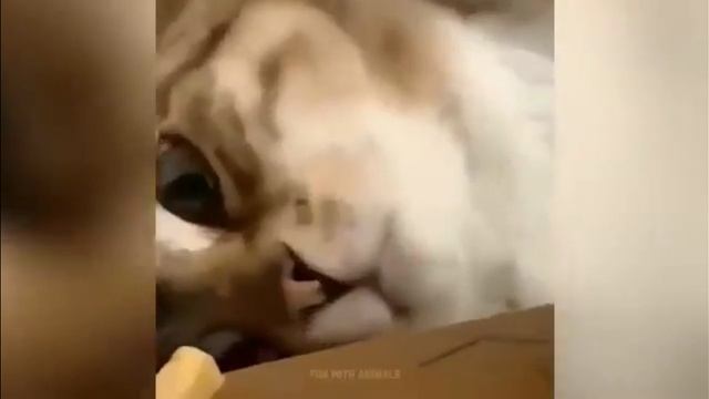 Самые смешные животные Приколы с котами и собаками Приколы с котами