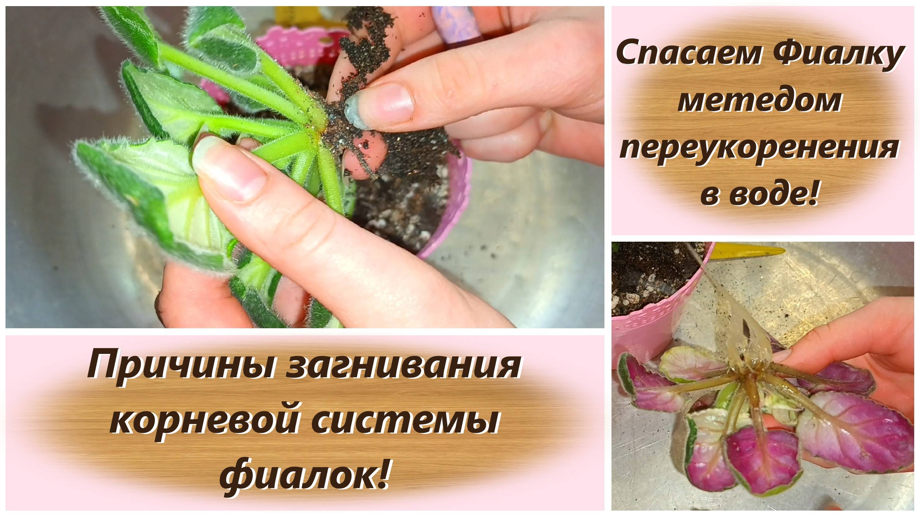 Спасаем Фиалку методом переукоренения в воде! Причины загнивания корневой системы фиалок!
