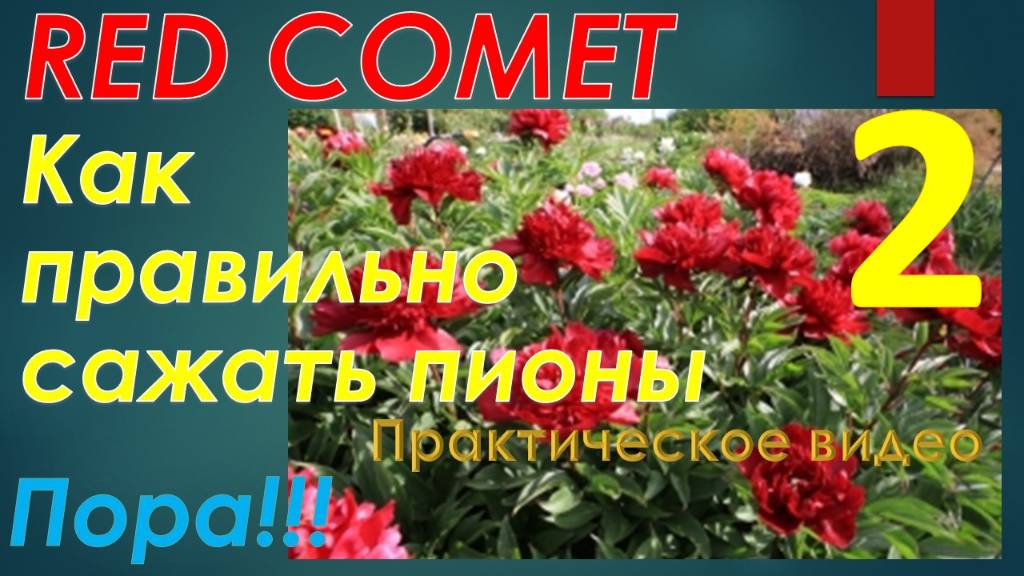 Как правильно сажать пионы. Часть 2-я. Результаты