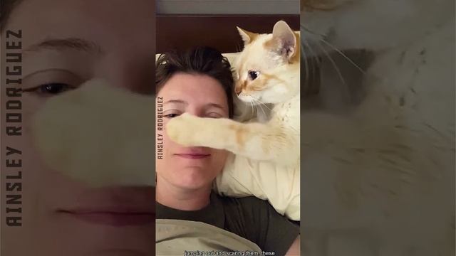 коты и люди. люди и коты