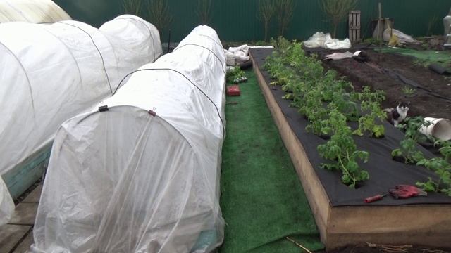 +29 в Сибири! О такой погоде мечтает даже Краснодар! Обзор огорода и погоды 29 апреля 2025 года.