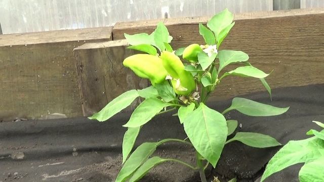 Заглублять или нет сладкий перец при высадке на постоянное место?