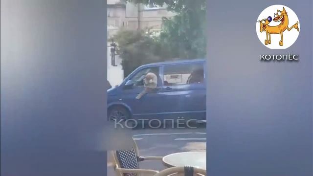 Смешные моменты с котами и собаками попавшие на камеру. Прикольные котики. № 10