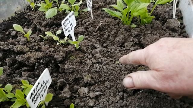 Рост астр разных сроков посевов